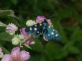 Zygaena ephialtes